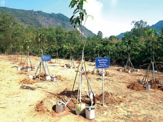 Trồng thêm 18 triệu cây xanh cho An Giang