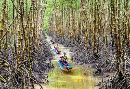 Khám phá rừng ngập mặn