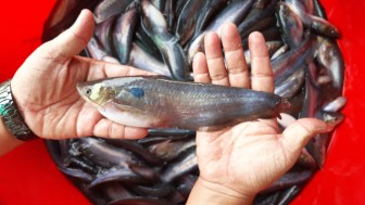 Nghiên cứu thành công quy trình sản xuất giống và nuôi thương phẩm cá trèn bầu tại An Giang
