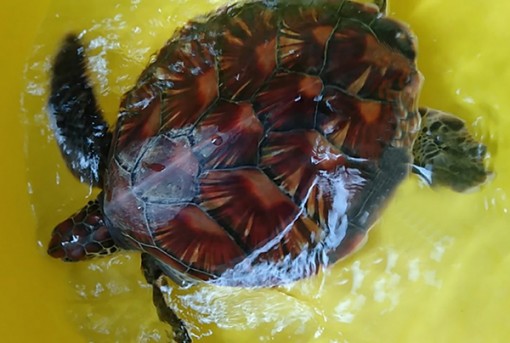 Bạc Liêu: Thả cá thể đồi mồi quý hiếm về biển