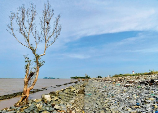 Cà Mau: Trơ trọi đai rừng phòng hộ