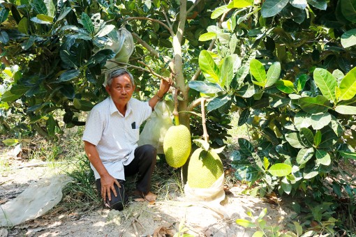 Thêm giống cây trồng cho vùng đất nhiễm phèn