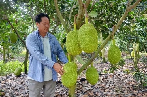 Phát triển kinh tế từ mô hình vườn đa canh