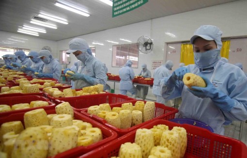 Phê duyệt Đề án phát triển ngành chế biến rau quả giai đoạn 2021-2030