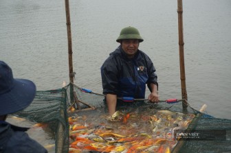 Nam Định: Nuôi loài cá "sang chảnh", có con dài gần 1 mét, bán giá nghìn đô, 8X này thu tiền tỷ