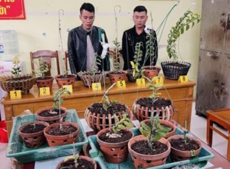 Thủ đoạn của 2 đối tượng chuyên trộm cắp lan đột biến ở Thanh Hóa