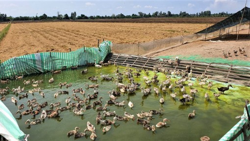 An Giang: Chăn nuôi tiếp tục phát triển