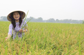 Giá gạo xuất khẩu cao nhất trong 9 năm, nông dân lãi chưa từng có