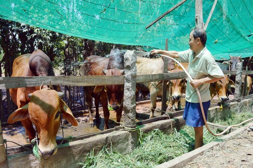 Tăng cường hỗ trợ nông dân đầu nguồn An Phú