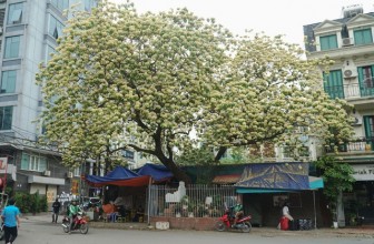 Choáng ngợp cây bún 300 tuổi "báu vật độc nhất vô nhị" ở Hà Nội