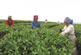 Lai Châu: Xây dựng hơn 200 mô hình nông dân liên kết sản xuất hiệu quả nhờ vốn Quỹ Hỗ trợ nông dân
