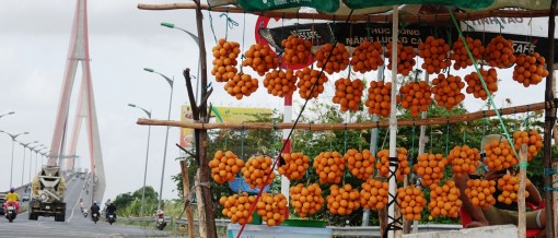 Mùa thanh trà chín rộ