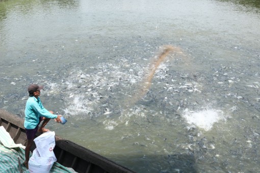 Nông dân lo lắng vì giá thức ăn chăn nuôi tăng cao