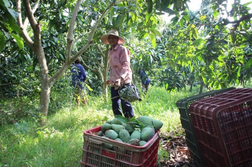 Giải bài toán sản xuất và tiêu thụ xoài ở huyện cù lao