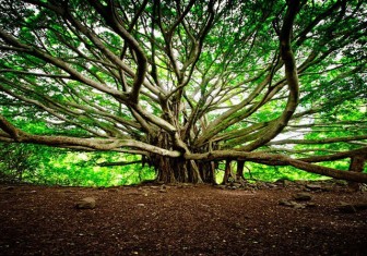 Cây đa khổng lồ nhất thế giới tuổi đời 250 năm, tán cây phủ rộng 14.000 m<sup>2</sup>