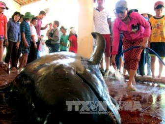 Cá voi nặng 300 kg dạt vào bờ biển Tuy Hòa