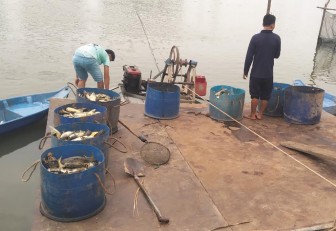 An Giang: Nhiều ao cá tra cặp sông Hậu bị vỡ