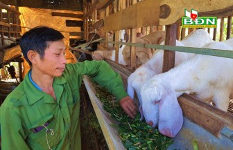 Đắk Nông: Nuôi loài thú tai dài quá mỏm, chỉ ăn rau, ăn lá, uống nước lã mà nông dân khá giả hẳn lên