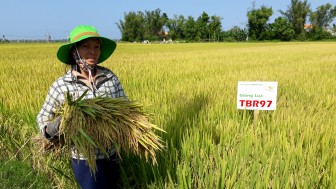 Quảng Ngãi: 2 giống lúa mới đẻ bông nặng trĩu hạt, nông dân bất ngờ về năng suất