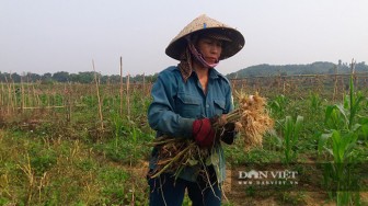 Hà Tĩnh: Cả làng này trồng tỏi, tới mùa tấp nập nhổ lên đếm củ tính tiền
