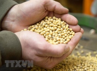 Argentina tiếp tục dẫn đầu thế giới về xuất khẩu bột đậu tương
