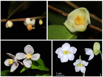 Công bố bốn loài thực vật mới có xuất xứ từ Vườn quốc gia Bidoup-Núi Bà