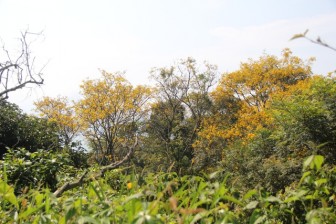 Hoa lim xẹt nở vàng rực "níu" chân du khách trên bán đảo Sơn Trà