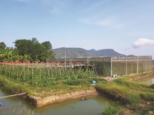 An Giang: Sáng tạo giúp hộ Khmer thoát nghèo
