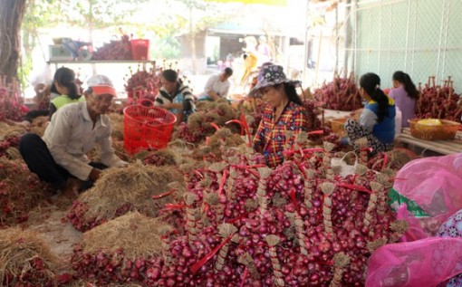 Sóc Trăng kêu gọi cán bộ, công chức chung tay “giải cứu hành tím”