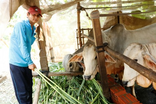 Hiệu quả từ mô hình nuôi bò thịt
