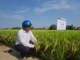 Quảng Nam: Nhiều giống lúa mới triển vọng, được mùa trĩu hạt, nông dân thích mê