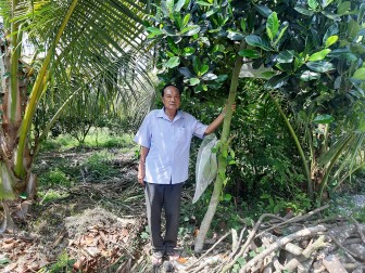 Nông dân Thoại Sơn tích cực chuyển đổi cây trồng