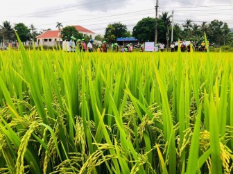 Quảng Nam: Nông dân thích thú giống lúa TBR97 vì những lí do này
