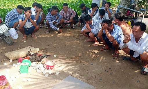 Triệt phá tụ điểm đá gà giữa cánh đồng lúa