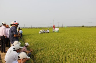 "Mắt thấy tai nghe" giống lúa cho năng suất cao chưa từng có ở Quảng Trị, bông lúa dài gấp đôi bàn tay