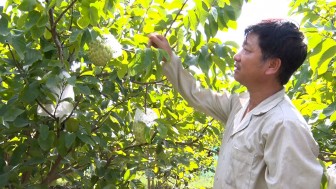 Phú Tân qua 2 năm thực hiện chuyển đổi cơ cấu cây trồng