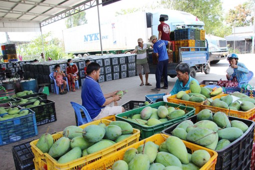 Để liên kết sản xuất, tiêu thụ trái cây hiệu quả