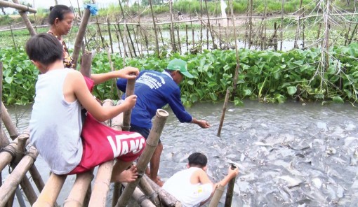 Chung tay bảo vệ đàn cá tự nhiên