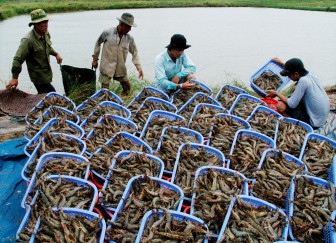 Nhật Bản đột nhiên tăng mua loài thủy sản này của Việt Nam dù giá đắt hơn sản phẩm của nước khác