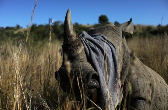 Nạn săn trộm tê giác gia tăng trở lại ở Nam Phi