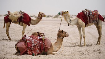 Lý do các nhà khoa học UAE tiêm virus SARS-CoV-2 vào lạc đà