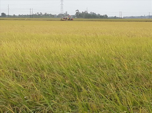 Hậu Giang: Ghi nhận 4 trường hợp bị “cò” lúa lừa gạt tài sản