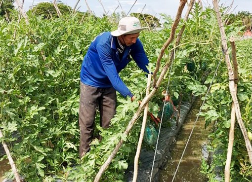 Cho dưa hấu leo giàn