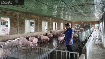 Đà Nẵng: Nông dân tay ngang về nuôi lợn vẫn "bỏ túi" nửa tỷ mỗi năm