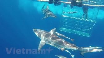 Thử thách du lịch mạo hiểm lặn cùng cá mập tại Nam Phi