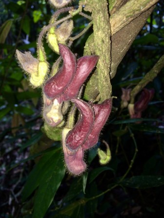 Một loài thực vật mới được phát hiện tại Vườn quốc gia Vũ Quang