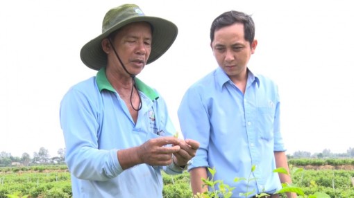 Tăng thu nhập từ cây hoa lài