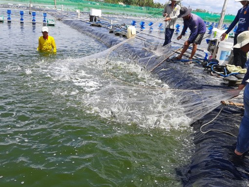 Đảm bảo an toàn, chất lượng cho ngành hàng tôm xuất khẩu ở ĐBSCL