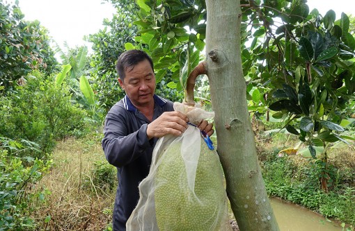 Trồng mít Thái mỗi năm cho thu nhập 300 triệu đồng