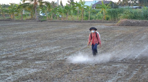 Tiền Giang: Nguồn nước thuận lợi, nông dân khẩn trương xuống giống lúa hè thu